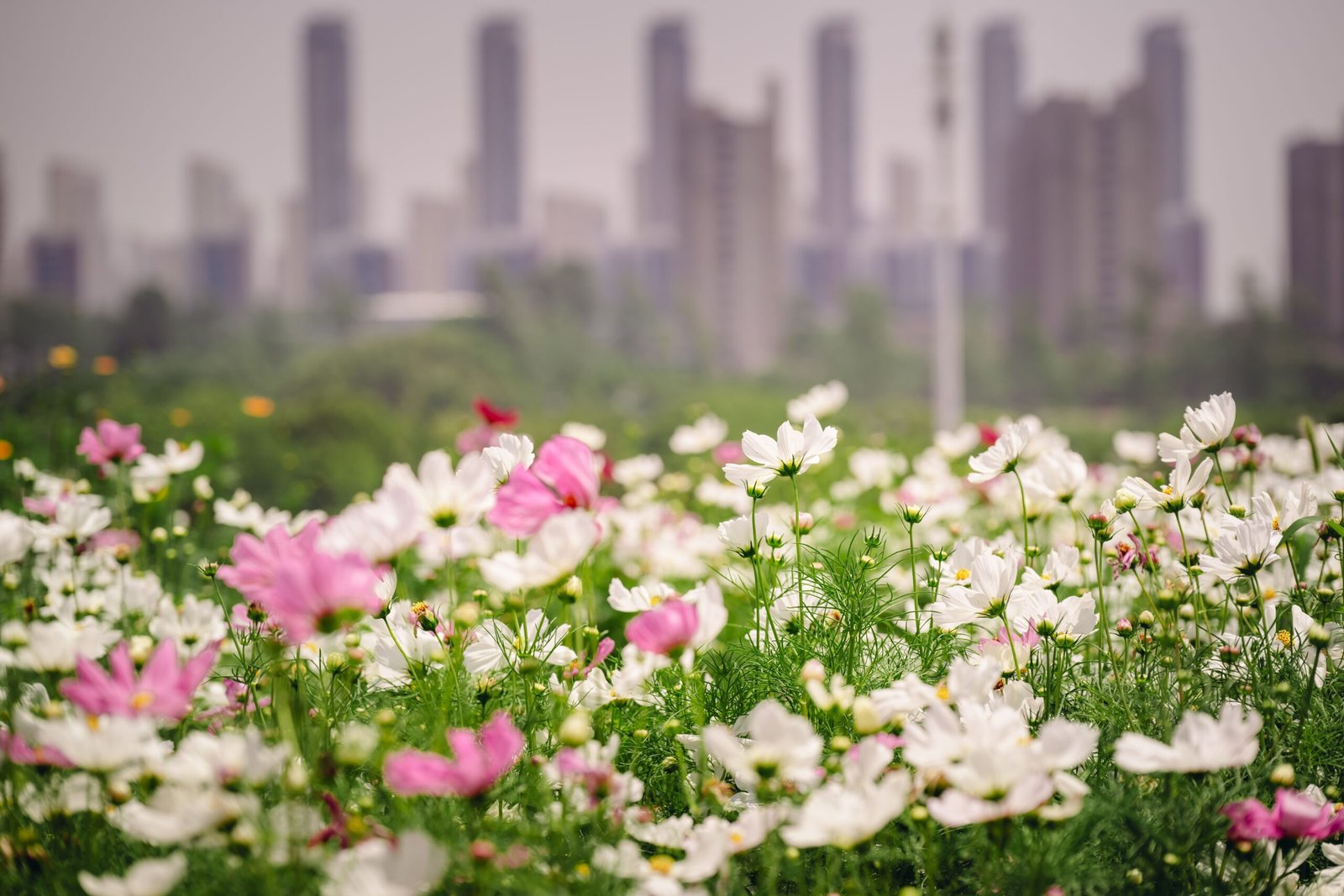 Champs de fleurs pour évader