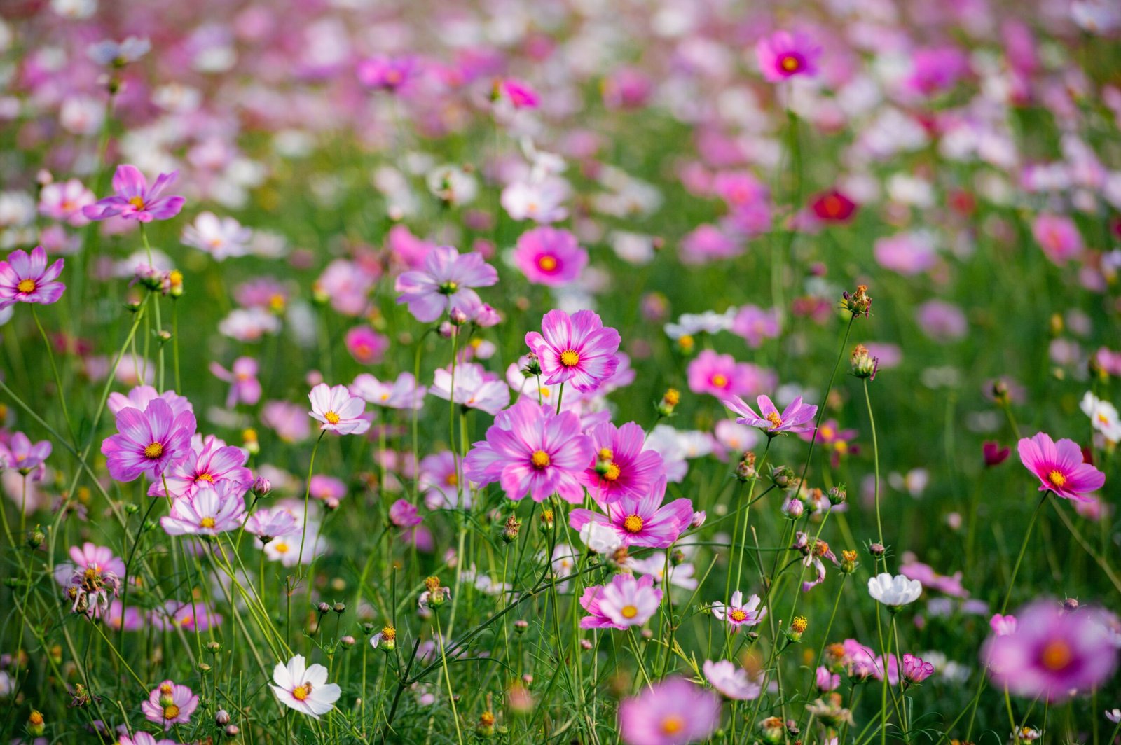 Champs de fleurs