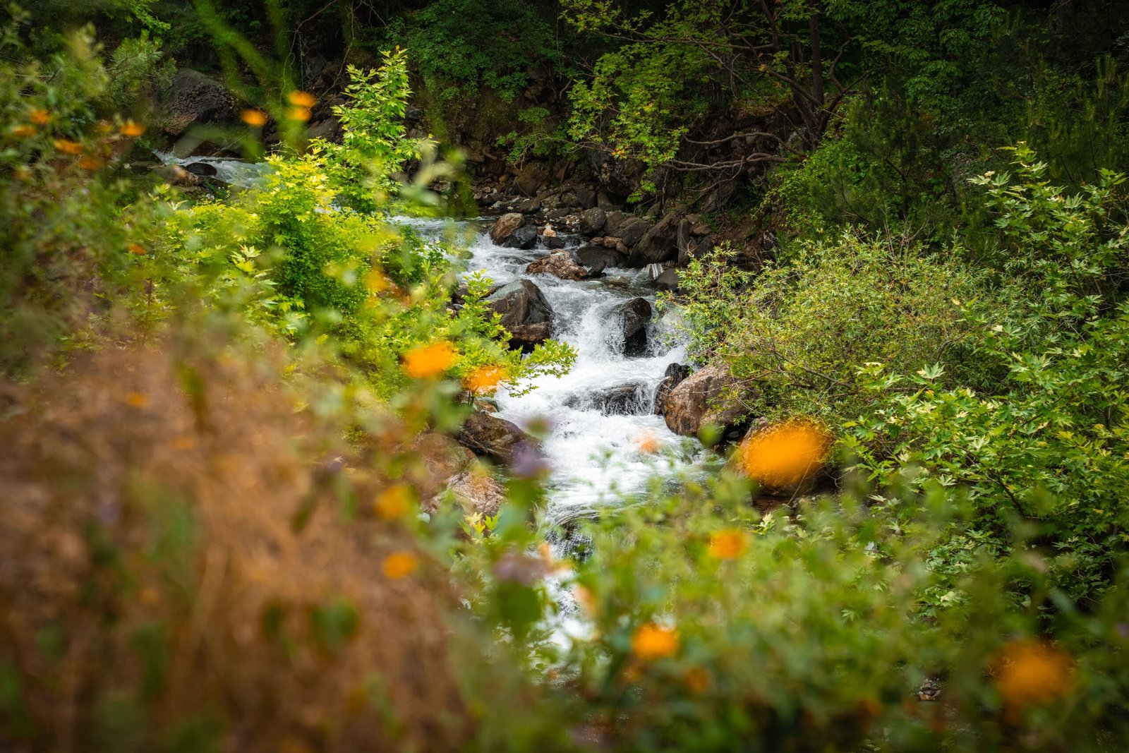 Ruisseau pour la detente